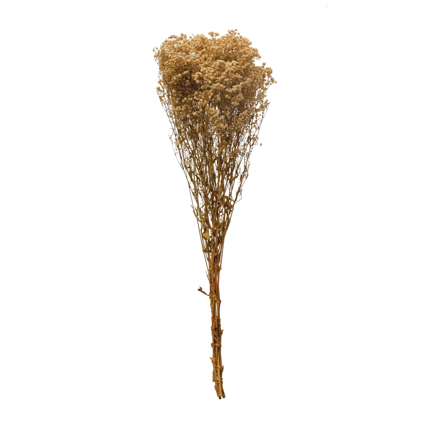Dried natural baby's breath